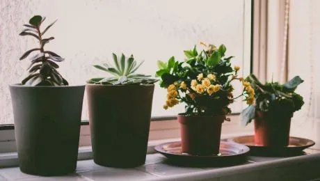 Ce plante de apartament sunt benefice pentru organismul uman?
