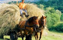 De ce românii înjură de mamă? De ce amestecă în înjurături lucruri sfinte precum coliva, morții sau botezul cu mădulare?