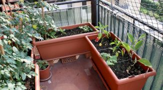 Cum poți crește plante la bloc?