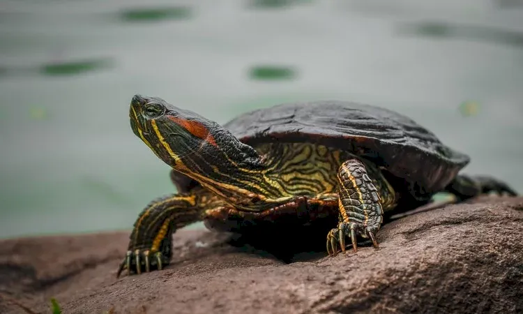 Cum arată o broască țestoasă fără carapace?