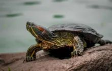 Cum arată o broască țestoasă fără carapace?