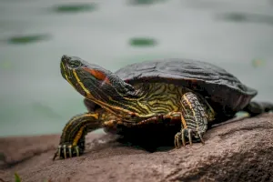 Cum arată o broască țestoasă fără carapace?