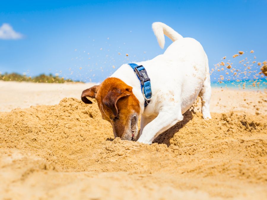 dog digging a hole