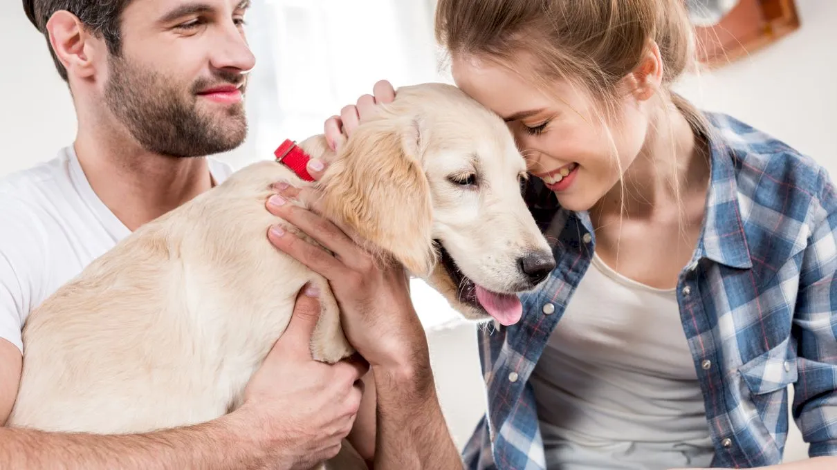 De ce dă câinele din coadă când ajungi acasă? De ce este așa fericit?
