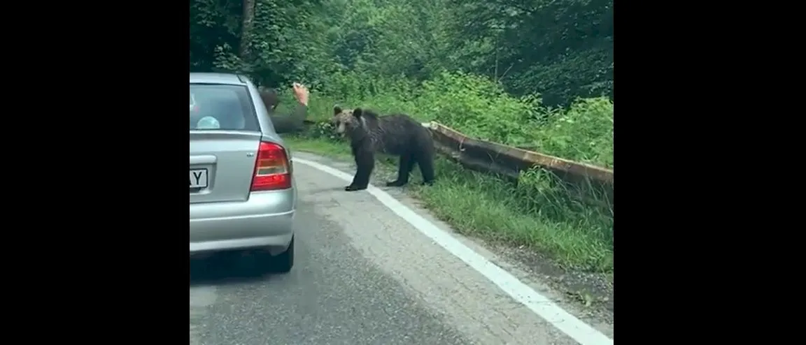 Care-i animalul? Ce i-a făcut un bărbat unui urs? | VIDEO