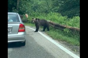 Care-i animalul? Ce i-a făcut un bărbat unui urs? | VIDEO