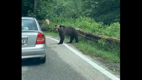 Care-i animalul? Ce i-a făcut un bărbat unui urs? | VIDEO