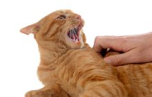 De ce devine violentă brusc pisica atunci când o mângâi?