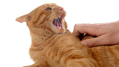 De ce devine violentă brusc pisica atunci când o mângâi?
