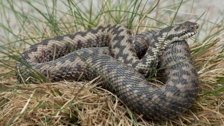 Ce șerpi veninoși există în România?