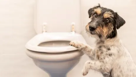 De ce câinele își urmărește stăpânul în toaletă?