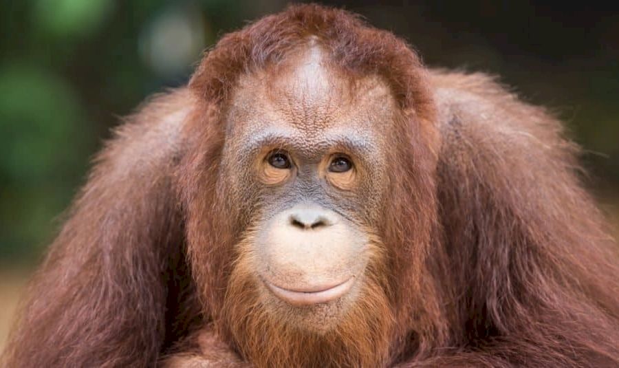 Orangutan-1024x535