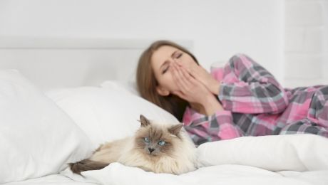 De ce unii oameni sunt alergici la pisici?