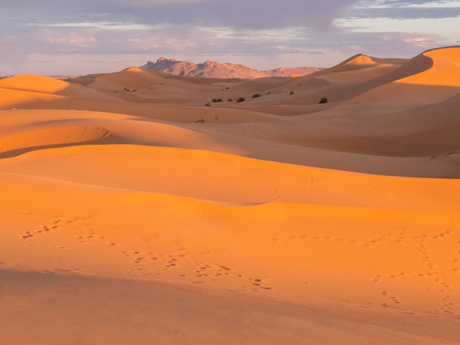 Sahara