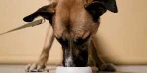 De ce câinele nu trebuie hrănit doar cu hrană uscată?