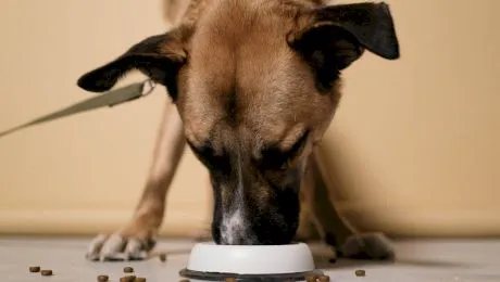 De ce câinele nu trebuie hrănit doar cu hrană uscată?