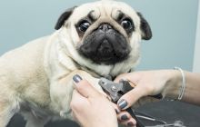 Cum să tai unghiile la câine fără probleme?