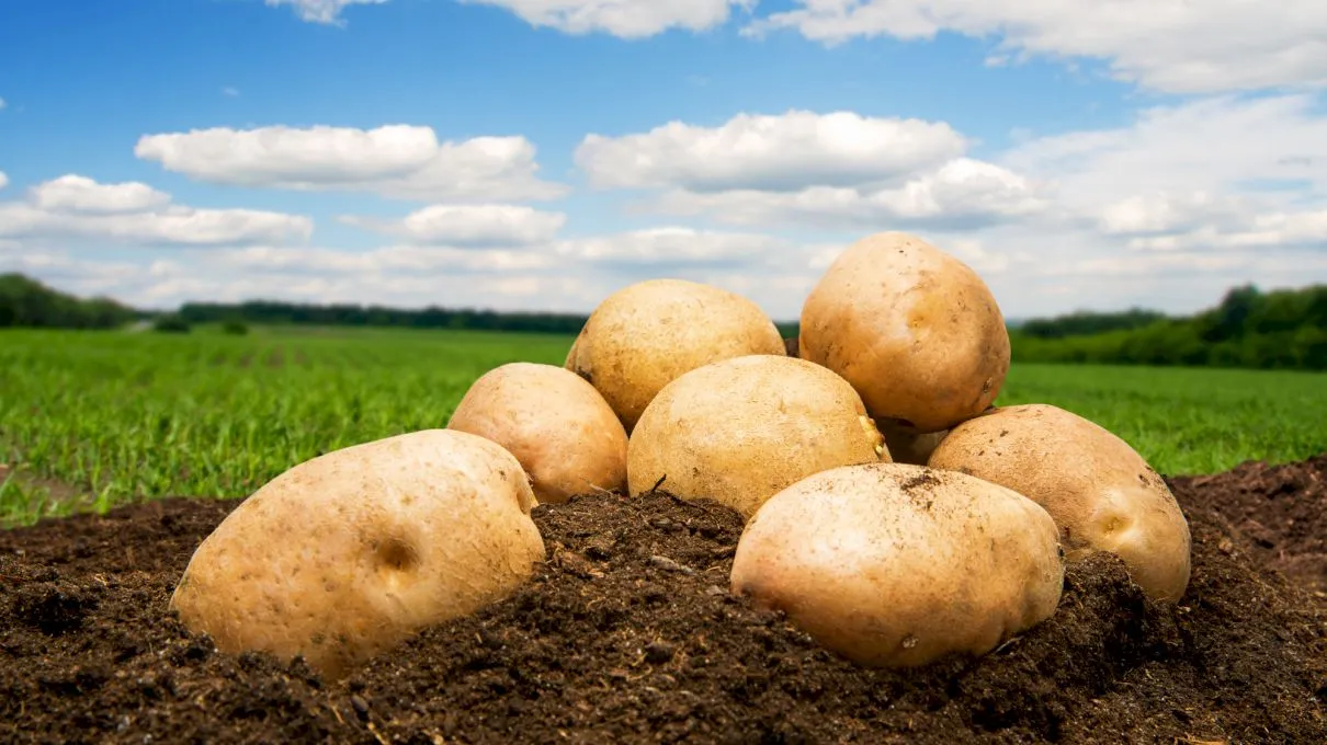 De ce cartofii sunt printre cele mai consumate alimente?