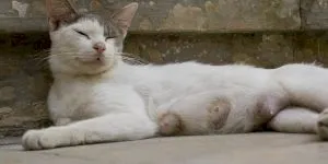 De unde vine expresia „țâță de mâță”?
