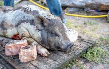 Tăierea porcului, tradiție europeană sau nu? În ce țări se mai practică obiceiul?