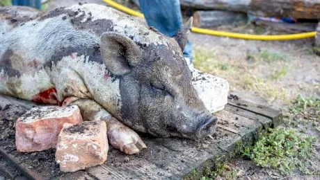 Tăierea porcului, tradiție europeană sau nu? În ce țări se mai practică obiceiul?