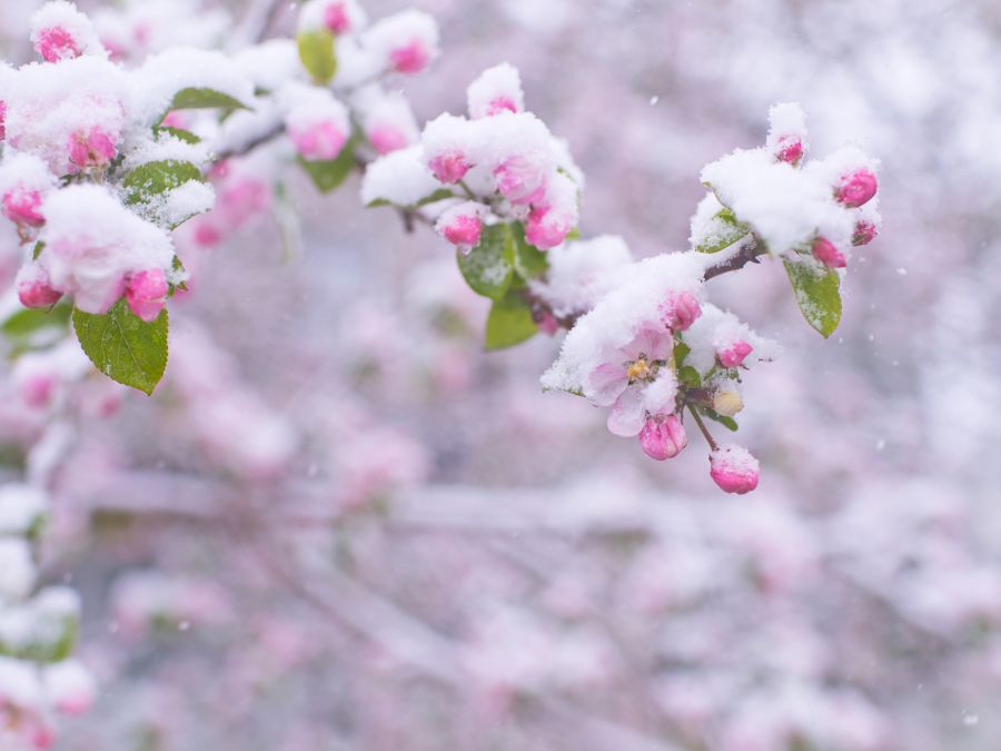 Beautiful spring apple blossoms covered with snow. Bloom tree flowers covered in snow. Spring frost over may blooming tree blossoms. Tree spring flowers. Apple blossom in snow