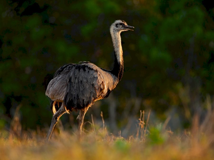 emu