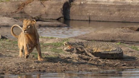 Ce animale nu au prădători? Ele mor de bătrânețe sau dacă nu găsesc hrană