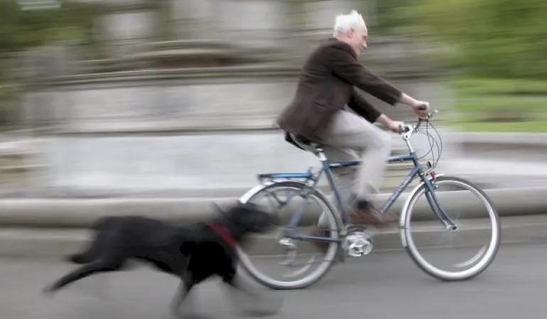 De ce câinii fugăresc bicicletele? Cum arăta cel mai mare câine din lume?