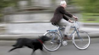 De ce câinii fugăresc bicicletele? Cum arăta cel mai mare câine din lume?