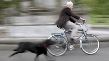De ce câinii fugăresc bicicletele? Cum arăta cel mai mare câine din lume?