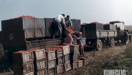 „Pe vremea lui Ceaușescu roșiile erau sănătoase, nu ca acum”. GREȘIT! Ce E-uri conțineau alimentele în perioada comunistă?