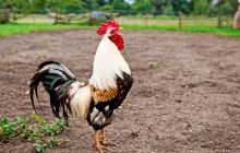 Cucurigu!!! De ce cocoșii cântă în fiecare dimineață?