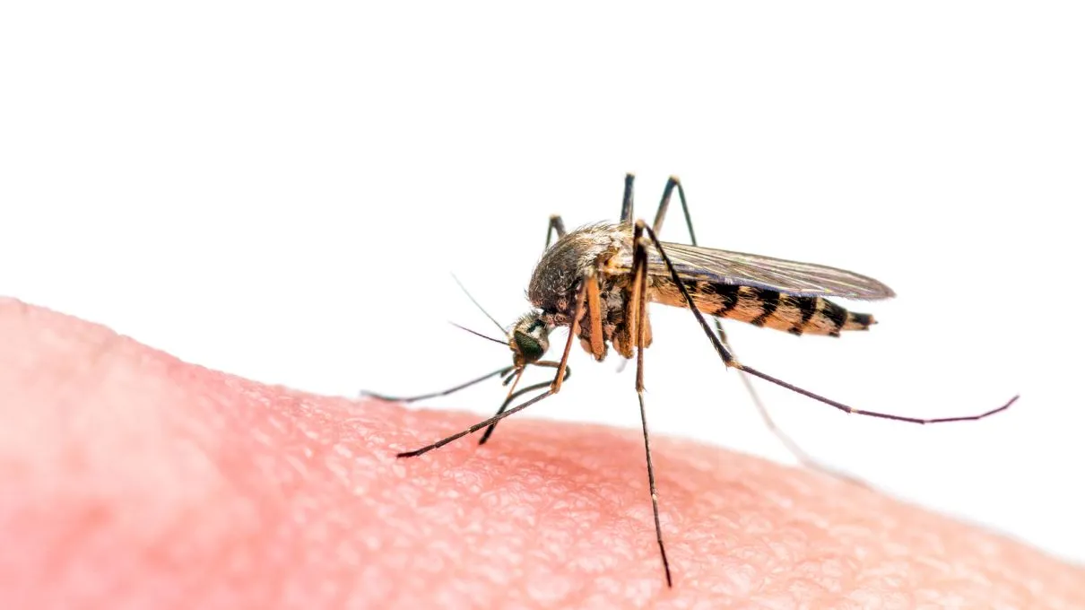Ce este malaria? Cum se transmite malaria? Țările cu risc crescut de malarie