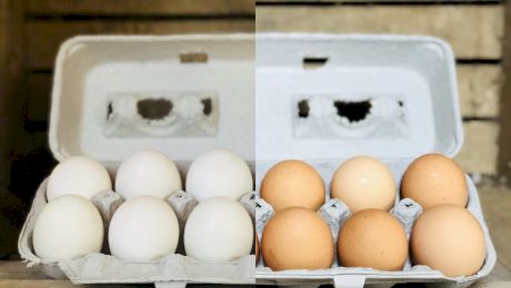 Care este diferența dintre ouăle de găină și ouăle de rață?