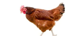 Cea mai bătrână găină din istorie! Cât trăiesc găinile? Care este recordul de viață al unei găini?