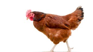 Cea mai bătrână găină din istorie! Cât trăiesc găinile? Care este recordul de viață al unei găini?