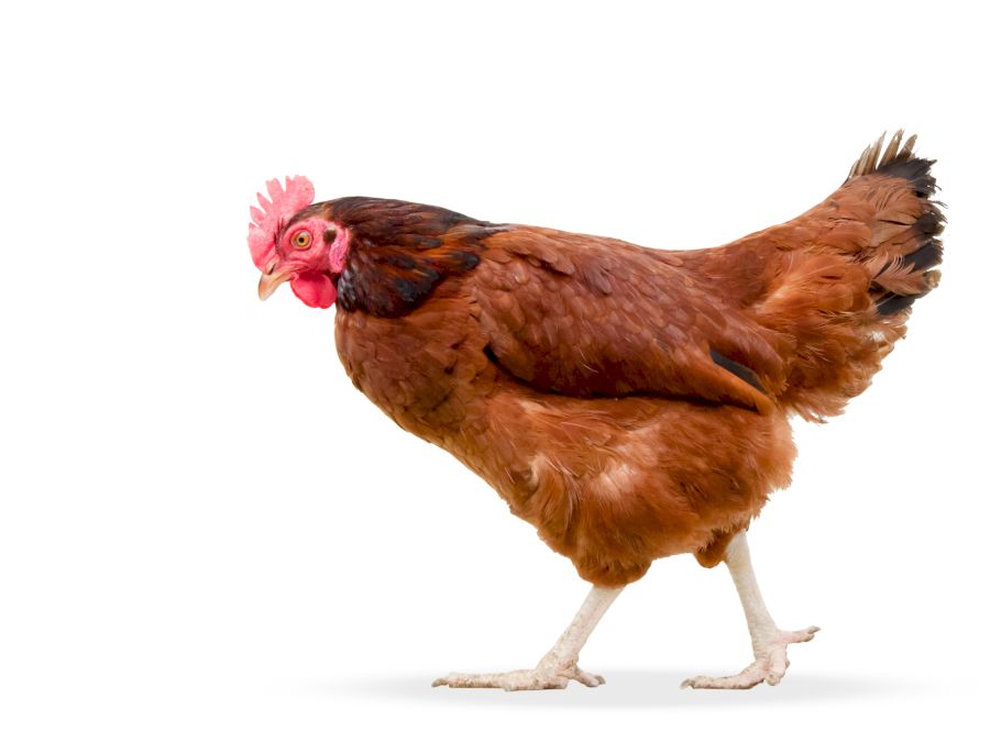 brown hen walking isolated on white, studio shot,chicken,Chicken