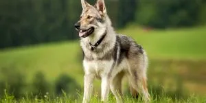 Ce este un câine lup cehoslovac? Cum a venit acest câine pe lume dintr-un experiment?