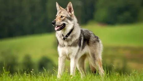 Ce este un câine lup cehoslovac? Cum a venit acest câine pe lume dintr-un experiment?