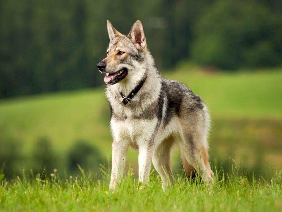 Câinele lup cehoslovac este o rasă de câine lup care a început ca un experiment efectuat în Cehoslovacia în anul 1955. De fapt, acest câine lup este un mix între  lupul carpatin și ciobanescul german. Rasa a fost cunoscută sub numele de câine lup ceh până în 1982.  Când au venit pe lume primii lupi cehoslovaci?  Inginerul ceh Karel Hartl este cel care a inițiat crearea acestei rase. Scopul experimentului era utilizarea calităților ambelor specii. Pe data de 26 mai 1958 s-au născut primii pui de câine ciobănesc cehoslovac.