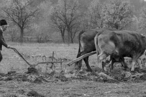 De ce oltenii vorbesc repede? De ce oltencele sunt rele de gură?
