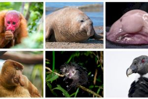 Top 10 cele mai urâte animale din lume. Cine este pe podium?