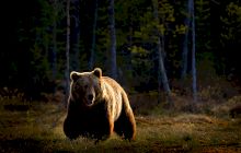 Cum procedează țările mai dezvoltate cu urșii? În Austria nimeni nu-i hrănește, în Italia au pubele speciale „antiurs”! Câți urși avem și câți ar trebui să avem?