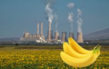 Bananele sunt radioactive. Mâncatul unei banane te expune la radiaţii mai puternice decât dacă stai lângă o centrală nucleară timp de un an