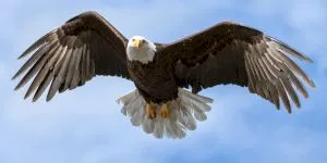 Vederea la animale. Expresia „ochi de vultur” își are rostul în lumea animală?
