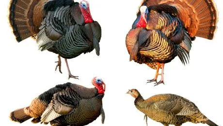 De ce nu mâncăm ouă de curcă?