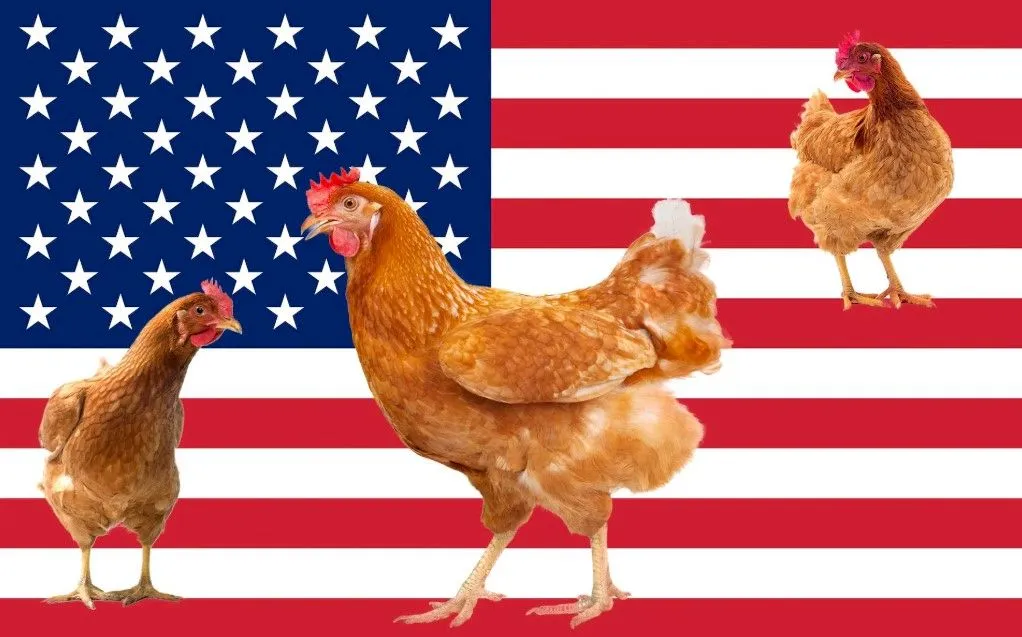 De ce este o criză de ouă în Statele Unite ale Americii?
