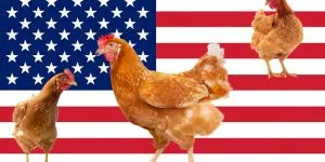 De ce este o criză de ouă în Statele Unite ale Americii?