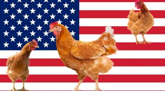 De ce este o criză de ouă în Statele Unite ale Americii?